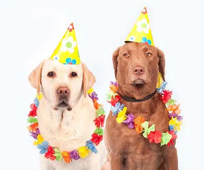 two dogs with party hats